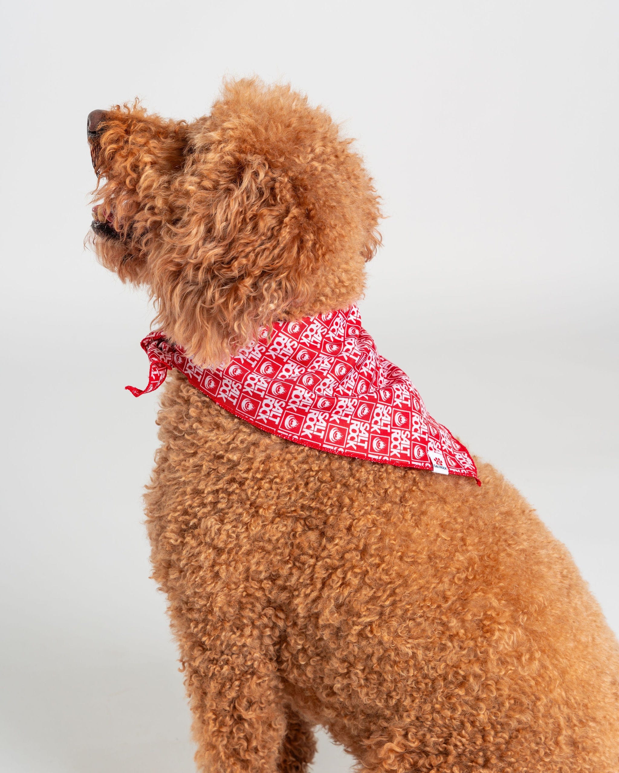 Corp Pet Bandana in Red - Image 4