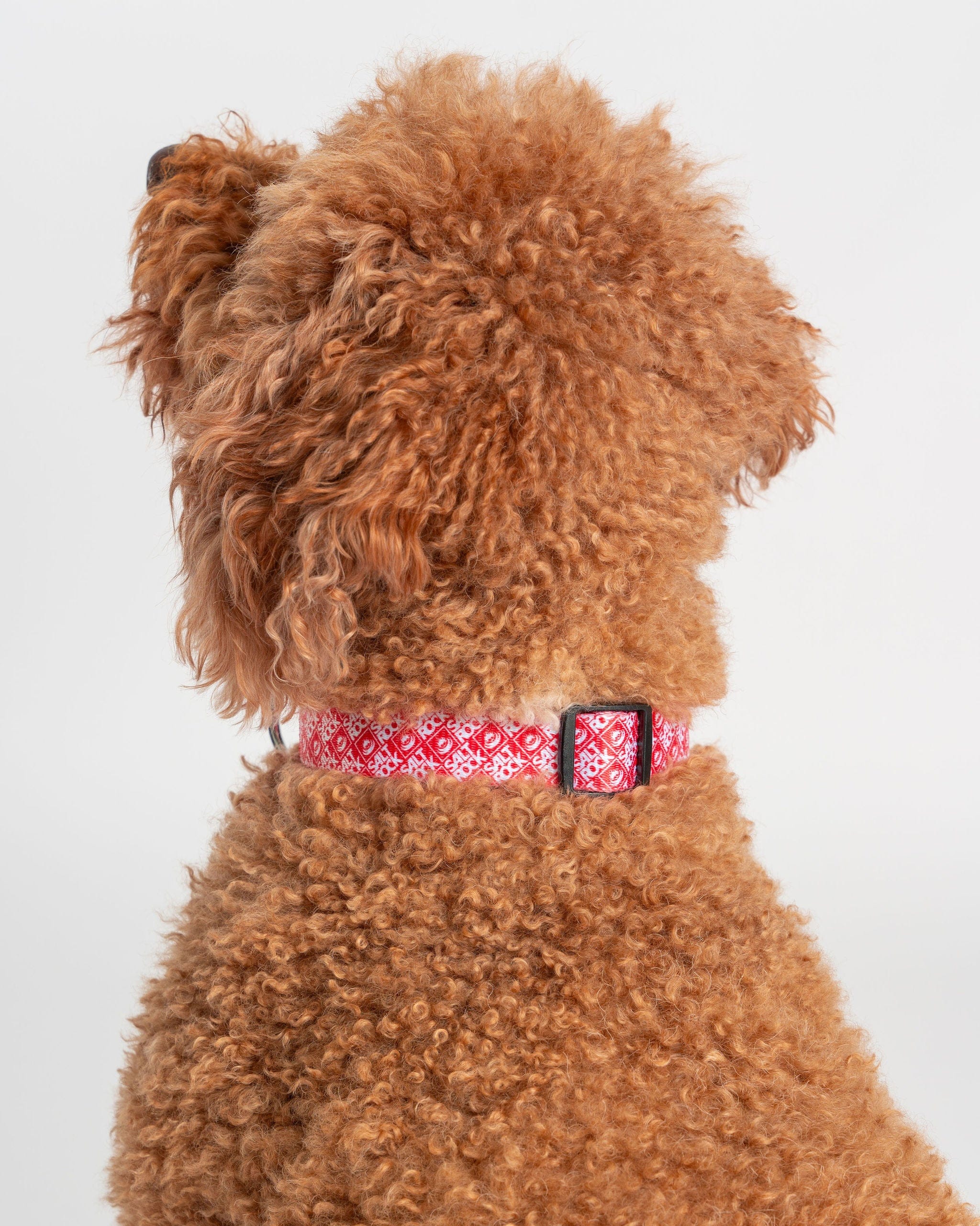 Corp Dog Collar in Red - Image 3