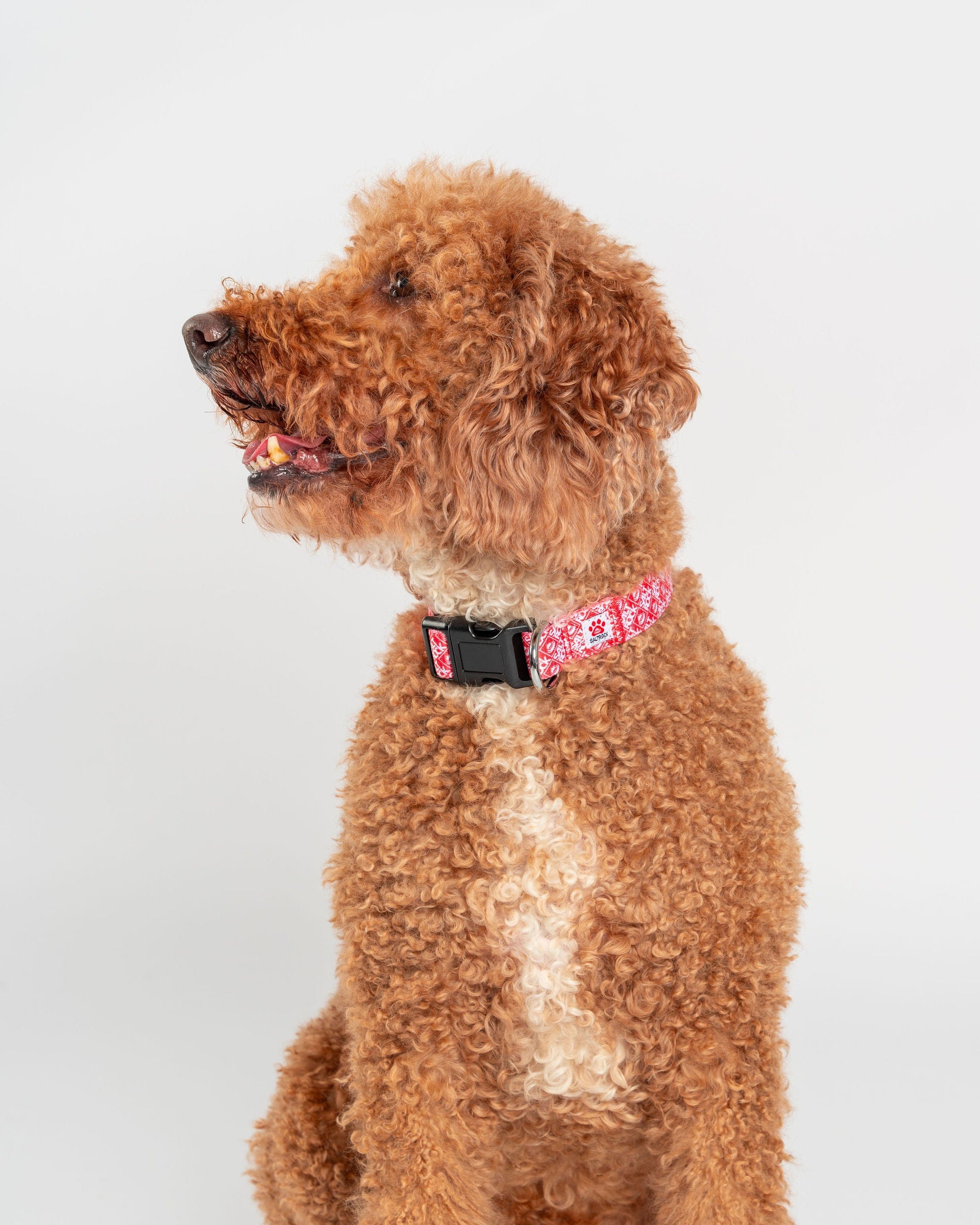 Corp Dog Collar in Red - Image 5