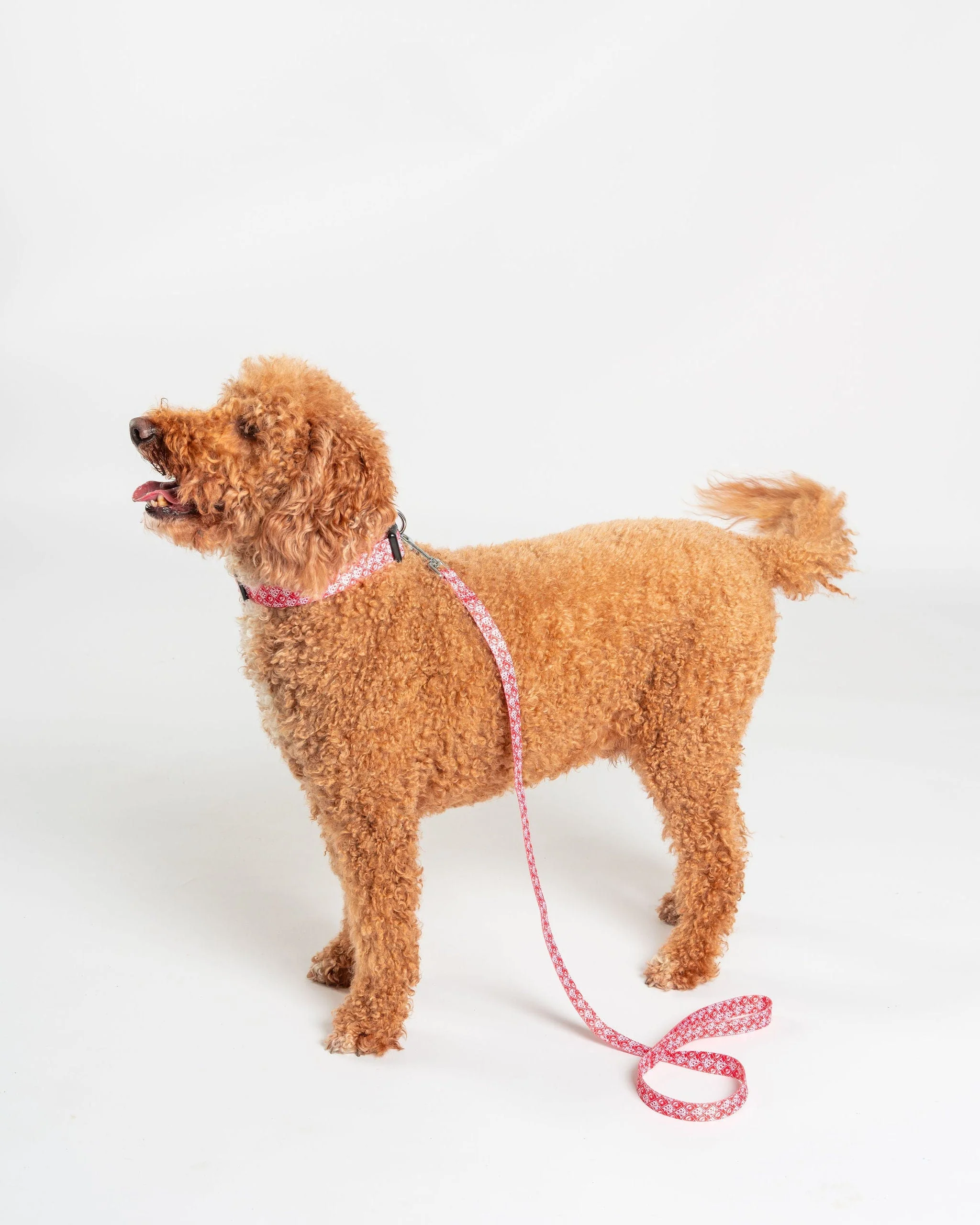 Corp Dog Lead in Red
