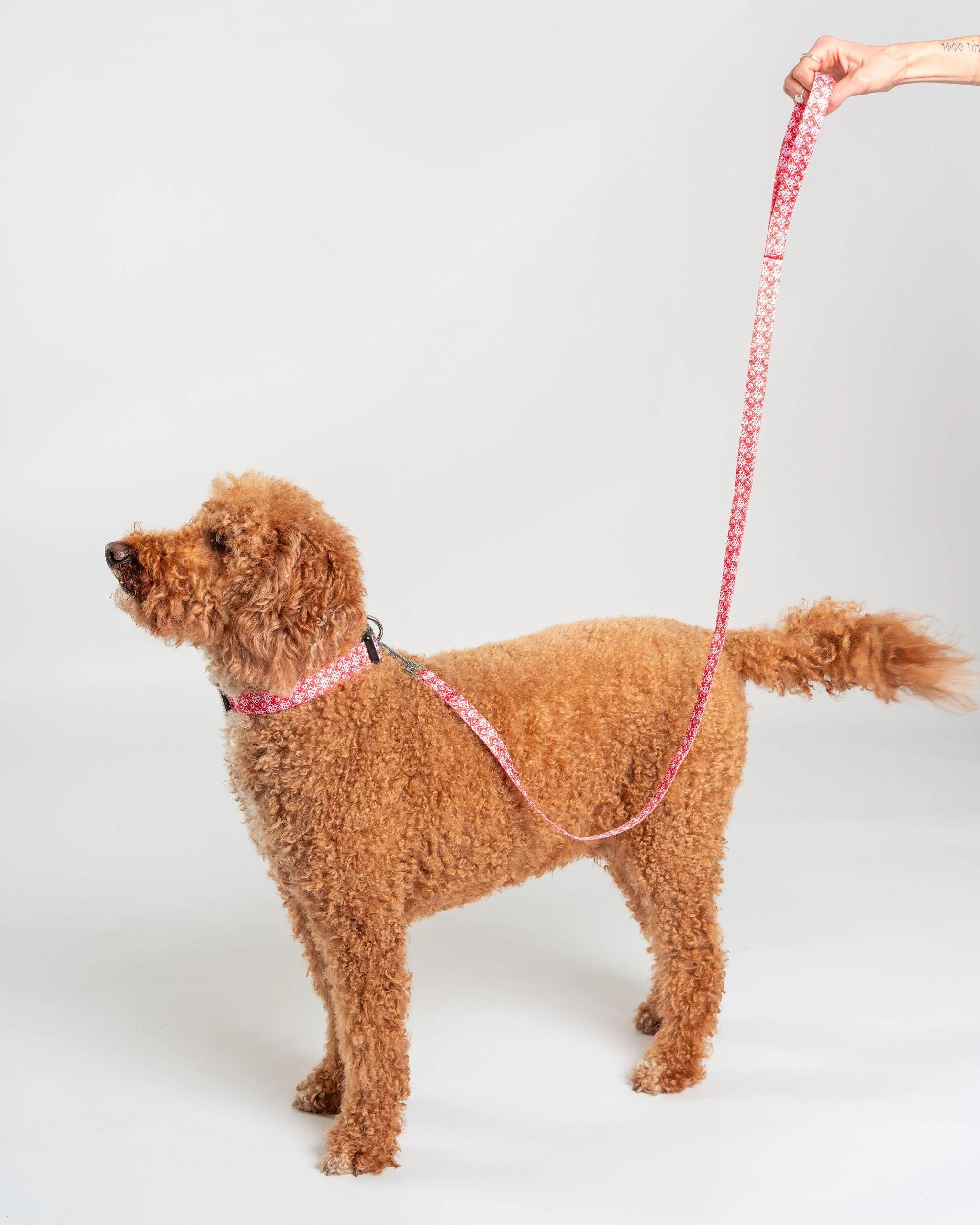 Corp Dog Lead in Red - Image 3