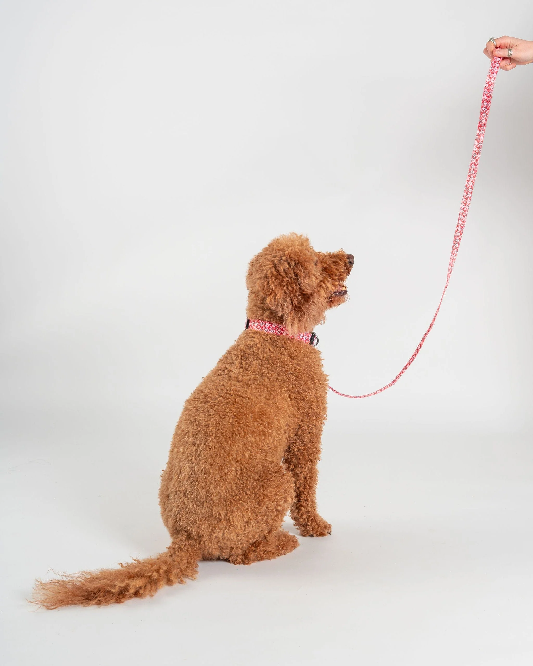Corp Dog Lead in Red - Image 5
